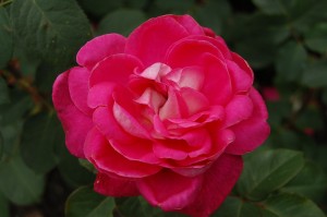 CHARLIES ROSE (hybrid tea)